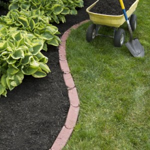 Stock Photo Mulching Bed Around Hostas And Wheelbarrow Along With A Shovel 104220770